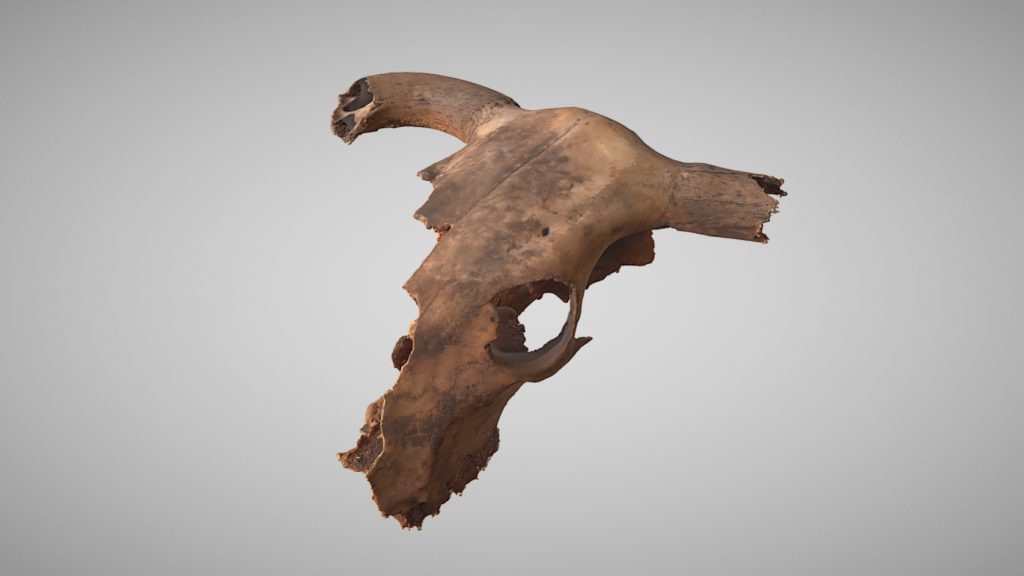 model 3D, czaszka bydła