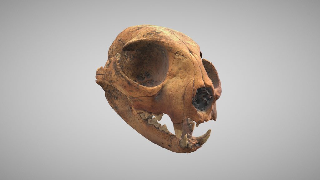 model 3D, czaszka kota