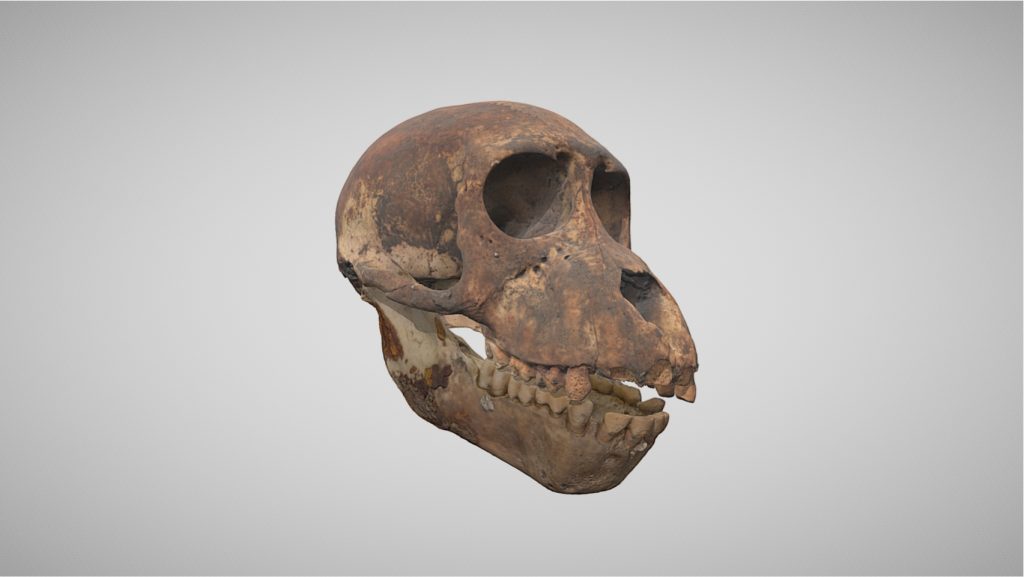 model 3D, czaszka makaka