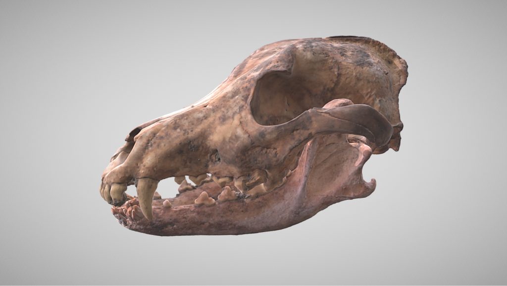 model 3D, czaszka psa