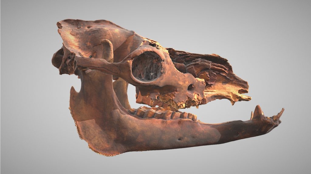 model 3D, czaszka wielbłąda